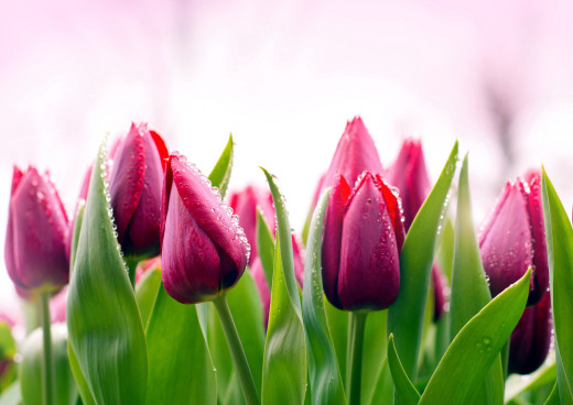 797072 (a): :2560x1810